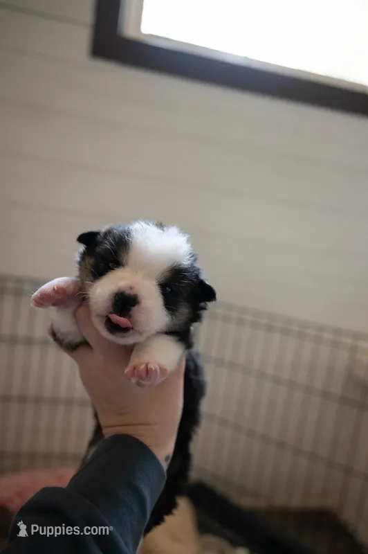 Thunder – Pembroke Welsh Corgi puppy for sale in Weatherford, TX