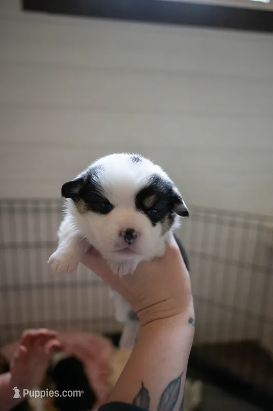 Storm – Pembroke Welsh Corgi puppy for sale in Weatherford, TX