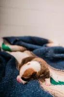 Lightning , a male Pembroke Welsh Corgi for sale in Weatherford, TX – 2 of 3