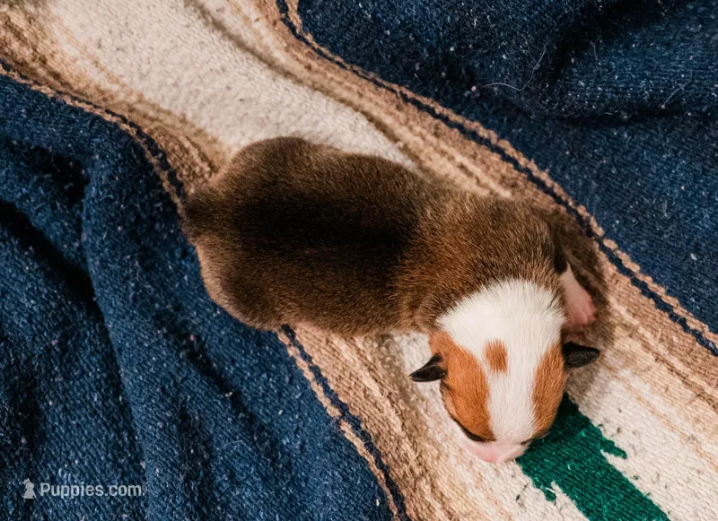Lightning  – Pembroke Welsh Corgi puppy for sale in Weatherford, TX