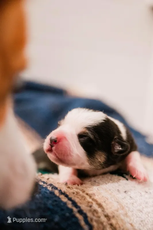 Thunder – Pembroke Welsh Corgi puppy for sale in Weatherford, TX