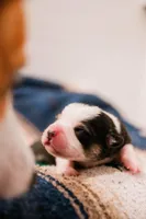 Thunder, a male Pembroke Welsh Corgi for sale in Weatherford, TX – 1 of 3