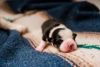 Thunder, a male Pembroke Welsh Corgi for sale in Weatherford, TX – 2 of 3