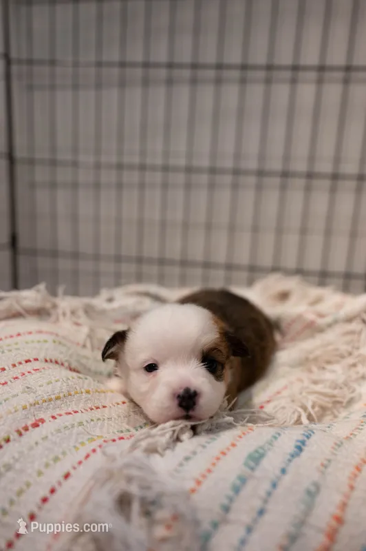 Rain – Pembroke Welsh Corgi puppy for sale in Weatherford, TX