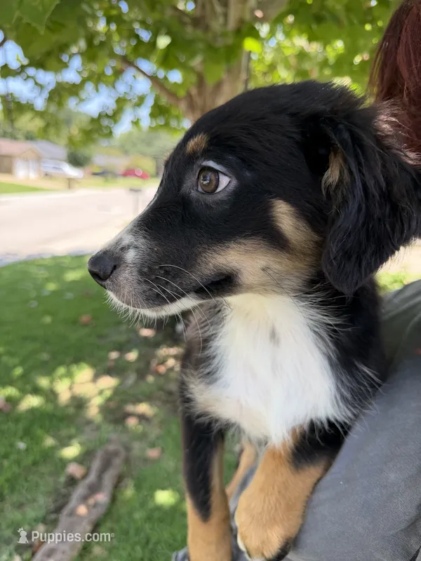 Bashful Boy – Australian Cattle Dog, Australian Shepherd puppy for sale in Fort Worth, TX