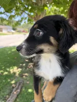Bashful Boy, a male Australian Cattle Dog and Australian Shepherd for sale in Fort Worth, TX – 1 of 3