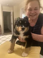 Smiles, a male Australian Cattle Dog and Australian Shepherd for sale in Fort Worth, TX – 5 of 6
