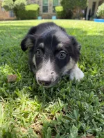 Christian, a male Australian Cattle Dog and Australian Shepherd for sale in Fort Worth, TX – 2 of 3