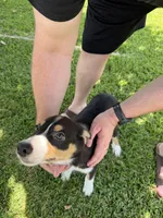 Ralph or, a male Australian Cattle Dog and Australian Shepherd for sale in Fort Worth, TX – 3 of 3