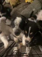 Jax, a male Australian Cattle Dog and Australian Shepherd for sale in Fort Worth, TX – 7 of 9