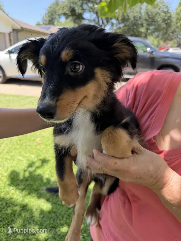 Smiles – Australian Cattle Dog, Australian Shepherd puppy for sale in Fort Worth, TX