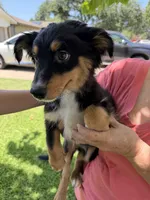 Smiles, a male Australian Cattle Dog and Australian Shepherd for sale in Fort Worth, TX – 1 of 6