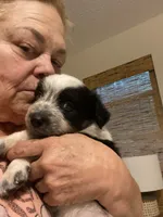 Jax, a male Australian Cattle Dog and Australian Shepherd for sale in Fort Worth, TX – 6 of 9
