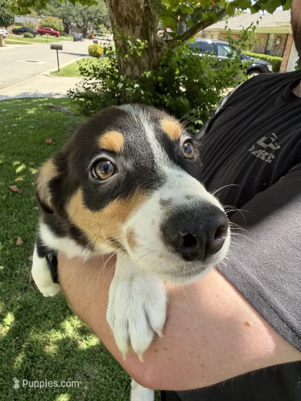 Tux – Australian Cattle Dog, Australian Shepherd puppy for sale in Fort Worth, TX