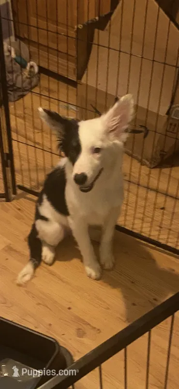 Zoey – Australian Cattle Dog, Australian Shepherd puppy for sale in Fort Worth, TX