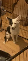 Zoey, a female Australian Cattle Dog and Australian Shepherd for sale in Fort Worth, TX – 1 of 9