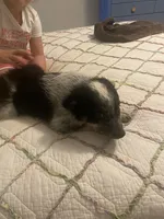 Smudge, a male Australian Cattle Dog and Australian Shepherd for sale in Fort Worth, TX – 5 of 5