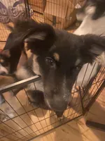 Christian, a male Australian Cattle Dog and Australian Shepherd for sale in Fort Worth, TX – 4 of 4