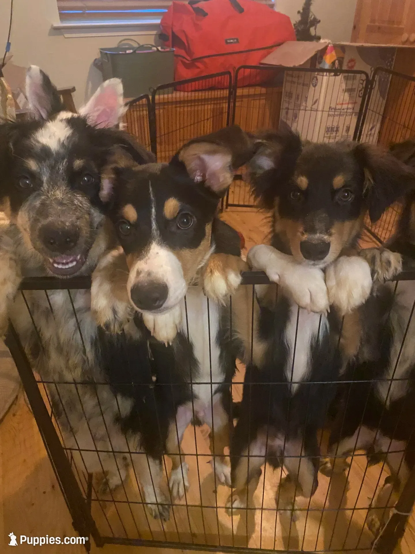 Phantom, a male Australian Cattle Dog and Australian Shepherd for sale in Fort Worth, TX – 2 of 6