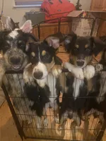 Batman, a male Australian Cattle Dog and Australian Shepherd for sale in Fort Worth, TX – 5 of 6