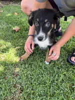 Bashful Boy, a male Australian Cattle Dog and Australian Shepherd for sale in Fort Worth, TX – 3 of 3