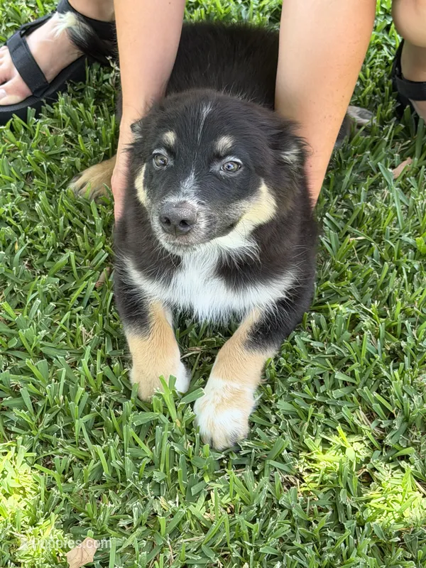 Christian – Australian Cattle Dog, Australian Shepherd puppy for sale in Fort Worth, TX