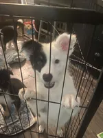 Zoey, a female Australian Cattle Dog and Australian Shepherd for sale in Fort Worth, TX – 5 of 9