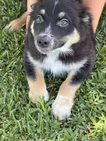 Christian, a male Australian Cattle Dog and Australian Shepherd for sale in Fort Worth, TX – 3 of 3