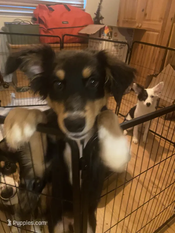 Phantom – Australian Cattle Dog, Australian Shepherd puppy for sale in Fort Worth, TX