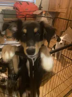 Batman, a male Australian Cattle Dog and Australian Shepherd for sale in Fort Worth, TX – 6 of 6
