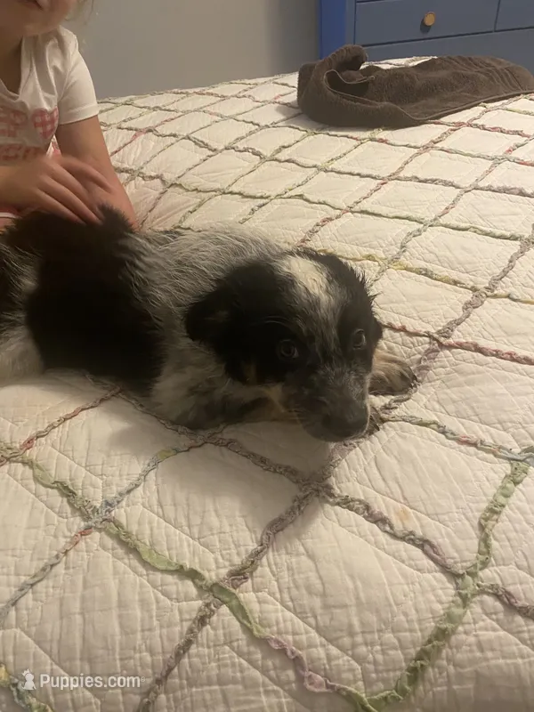 Smudge – Australian Cattle Dog, Australian Shepherd puppy for sale in Fort Worth, TX