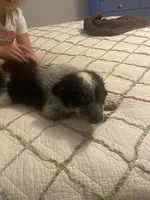 Smudge, a male Australian Cattle Dog and Australian Shepherd for sale in Fort Worth, TX – 1 of 5