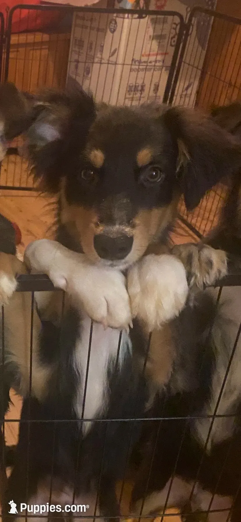 Phantom, a male Australian Cattle Dog and Australian Shepherd for sale in Fort Worth, TX – 6 of 6