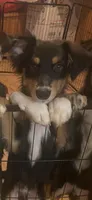 Batman, a male Australian Cattle Dog and Australian Shepherd for sale in Fort Worth, TX – 4 of 6