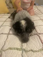 Smudge, a male Australian Cattle Dog and Australian Shepherd for sale in Fort Worth, TX – 3 of 5