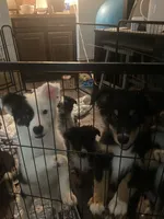 Zoey, a female Australian Cattle Dog and Australian Shepherd for sale in Fort Worth, TX – 7 of 9