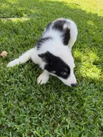 Zoey, a female Australian Cattle Dog and Australian Shepherd for sale in Fort Worth, TX – 4 of 9