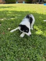 Zoey, a female Australian Cattle Dog and Australian Shepherd for sale in Fort Worth, TX – 3 of 9
