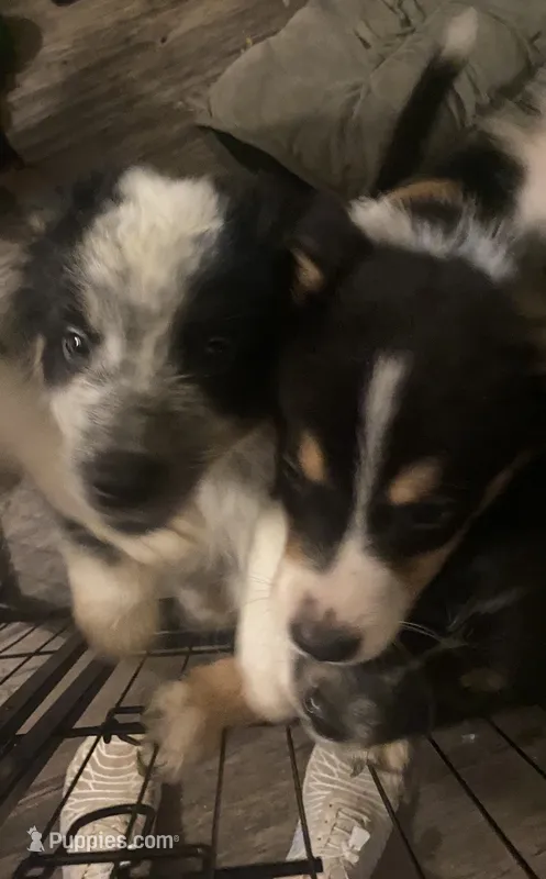 Ralph or – Australian Cattle Dog, Australian Shepherd puppy for sale in Fort Worth, TX