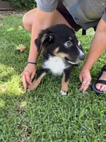 Bashful Boy, a male Australian Cattle Dog and Australian Shepherd for sale in Fort Worth, TX – 2 of 3