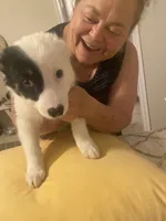 Zoey, a female Australian Cattle Dog and Australian Shepherd for sale in Fort Worth, TX – 9 of 9