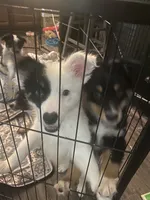 Zoey, a female Australian Cattle Dog and Australian Shepherd for sale in Fort Worth, TX – 8 of 9