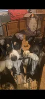 Tux, a male Australian Cattle Dog and Australian Shepherd for sale in Fort Worth, TX – 4 of 6