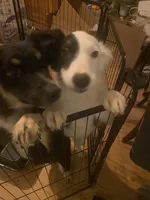 Zoey, a female Australian Cattle Dog and Australian Shepherd for sale in Fort Worth, TX – 2 of 9