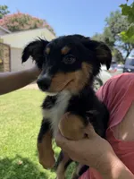 Smiles, a male Australian Cattle Dog and Australian Shepherd for sale in Fort Worth, TX – 2 of 6