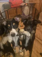 Tux, a male Australian Cattle Dog and Australian Shepherd for sale in Fort Worth, TX – 5 of 6