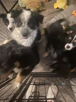 Jax, a male Australian Cattle Dog and Australian Shepherd for sale in Fort Worth, TX – 9 of 9