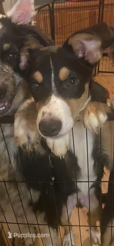 Tux – Australian Cattle Dog, Australian Shepherd puppy for sale in Fort Worth, TX