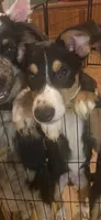 Tux, a male Australian Cattle Dog and Australian Shepherd for sale in Fort Worth, TX – 3 of 6