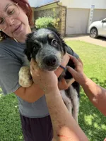 Smudge, a male Australian Cattle Dog and Australian Shepherd for sale in Fort Worth, TX – 4 of 5